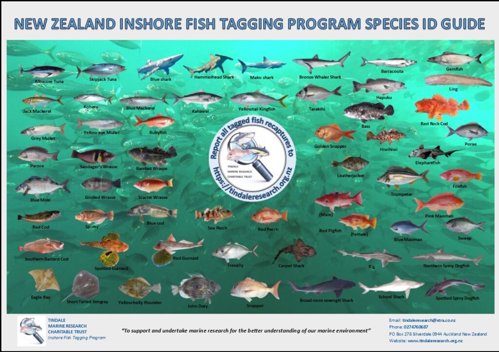 Fish ID Guide Tindale Marine Research Charitable Trust